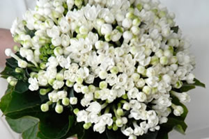 Bianco Bouquet, Wedding Planner a Firenze